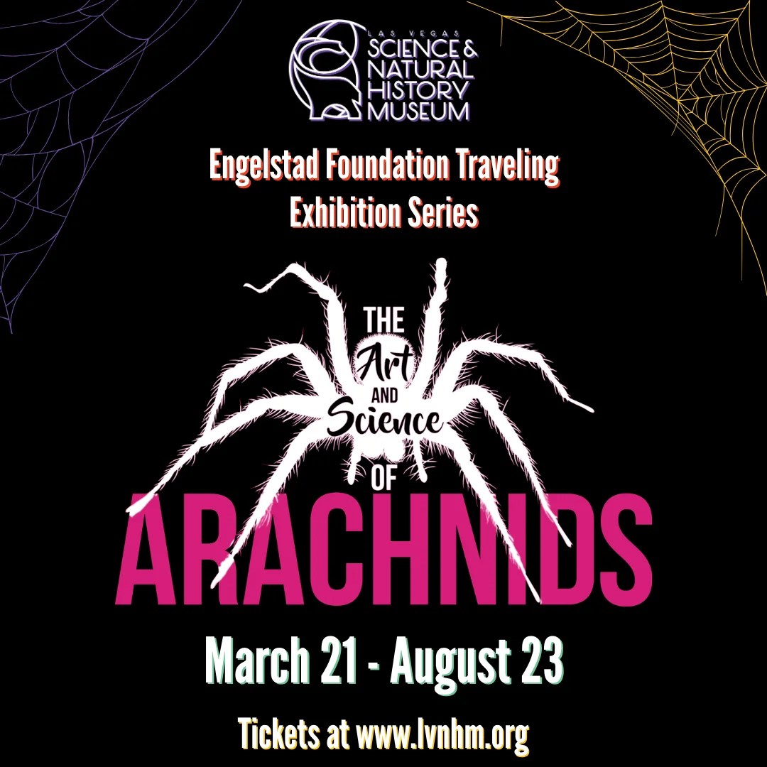 Web of Wonder: The Arachnid Exhibit at the Las Vegas Science & Natural History Museum